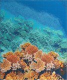 Color variant